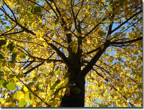 Goldener Herbst Goldener Herbst