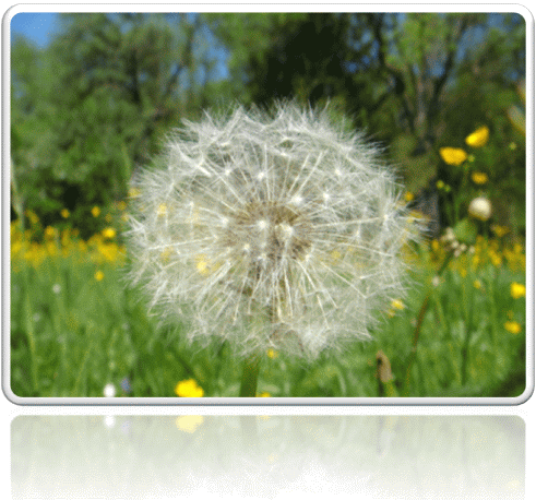Pusteblume